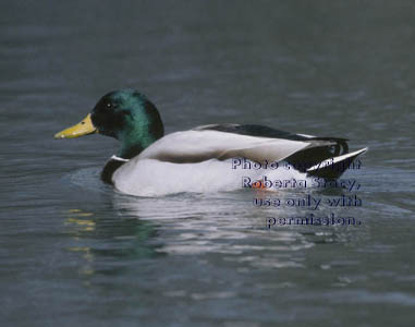 mallard, male