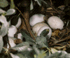 mallard nest & eggs
