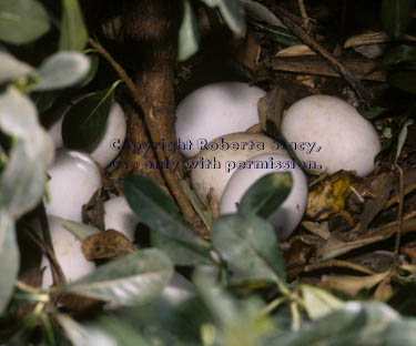 mallard nest & eggs