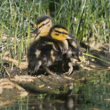 mallard ducklings