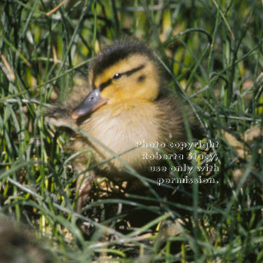 mallard duckling