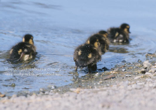 mallard ducklings