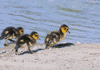 mallard ducklings