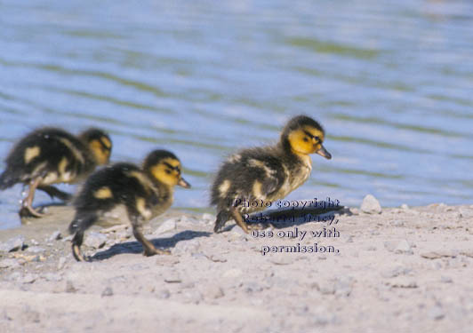 mallard ducklings