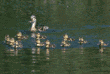 mallard with her twelve ducklings