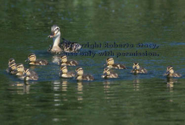 mallard and 12 ducklings