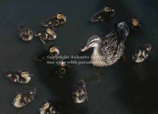 mallard and 12 ducklings