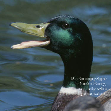 mallard, male