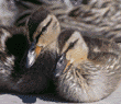 mallard duckings