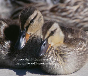 mallard duckings