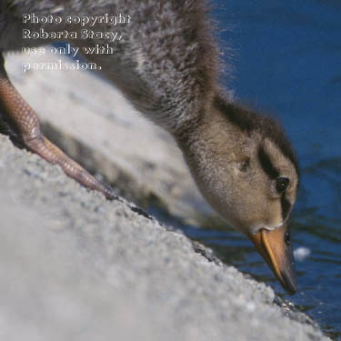 mallard ducking