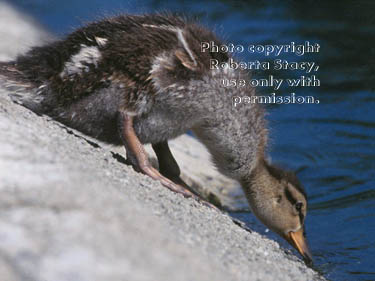 mallard ducking