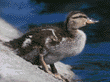 mallard ducking