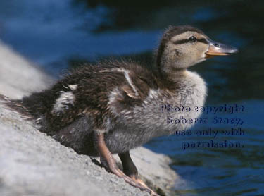 mallard ducking