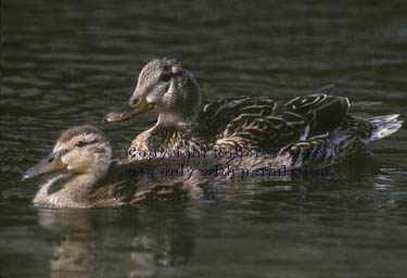 mallard & duckling