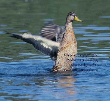 mallard