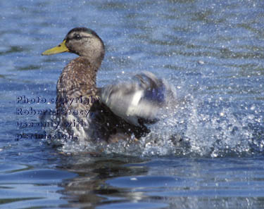 mallard