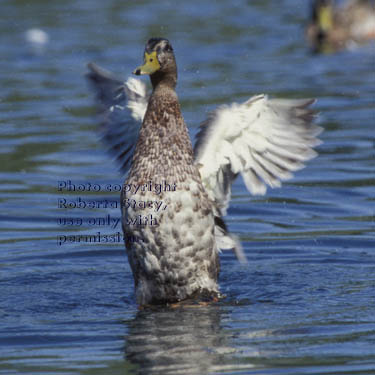 mallard