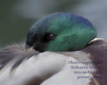 mallard, male