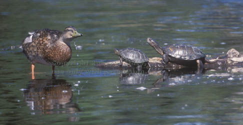 mallard & red-eared sliders