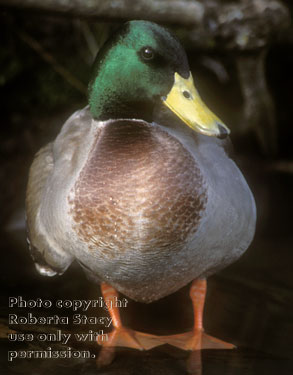 mallard, male