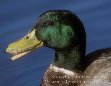 mallard, male