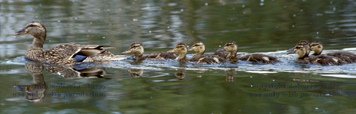 mallard & ducklings