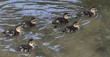 six mallard ducklings in pond