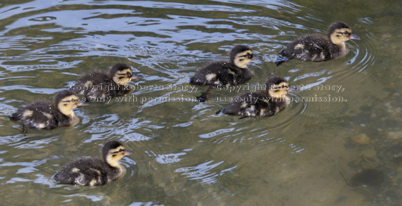 six two-day-old mallard ducklings