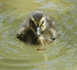 two-day-old mallard duckling
