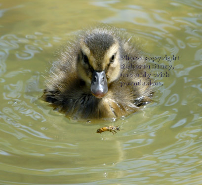 two-day-old mallard duckling