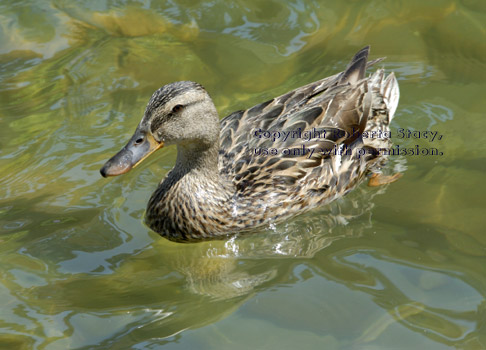 mallard mother of seven