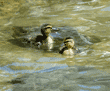 two mallard ducklings swimming in pond