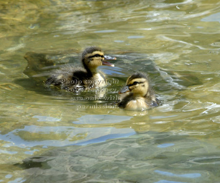 two mallard ducklings swimming in pond