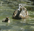 two-day-old mallard duckling swimming with its mother