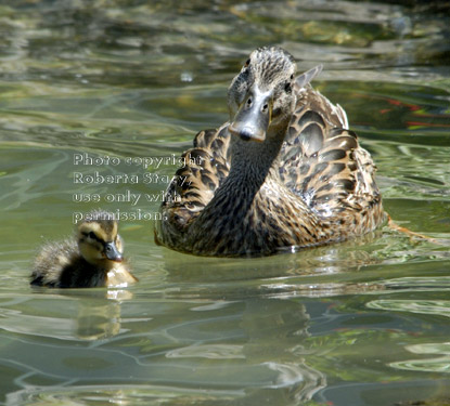 two-day-old mallard duckling swimming with its mother