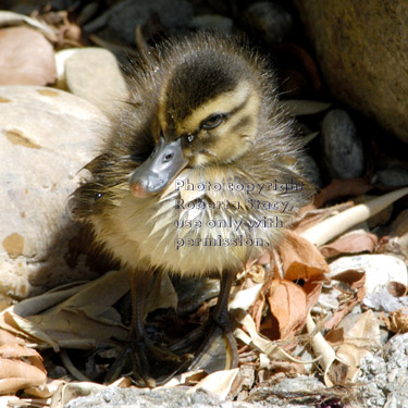 mallard duckling, two days old