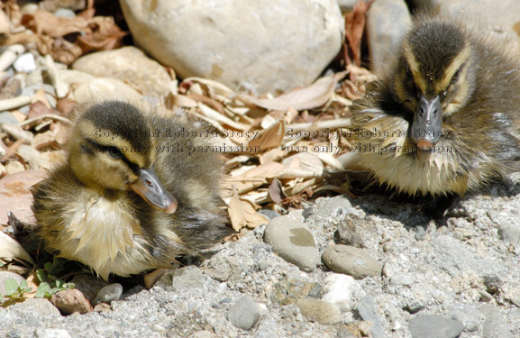 two mallard ducklings resting near pond