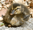 two-day-old mallard duckling lying down