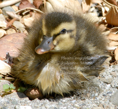 two-day-old mallard duckling lying down