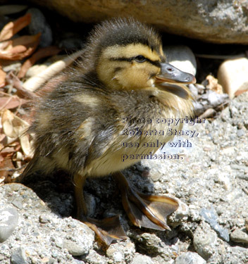 two-day-old mallard duckling 