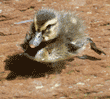 two-day-old mallard duckling in shallow water 