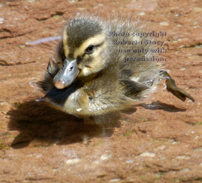 two-day-old mallard duckling in shallow water 