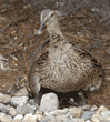 mallard duck with ducklings under her