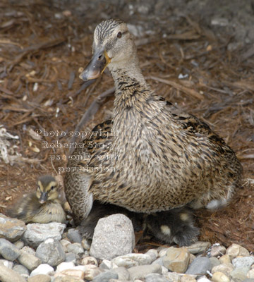 mallard duck with one baby next to her and others under her