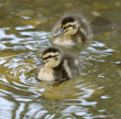 mallard ducklings in water