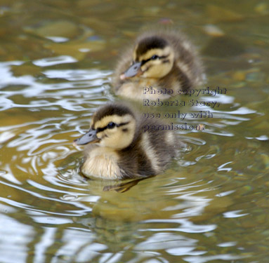 two three-day-old mallard ducklings in water