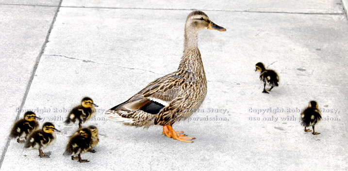 mallard mother duck crossing sidewalk with her seven ducklings