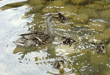 female mallard in water with four ducklings