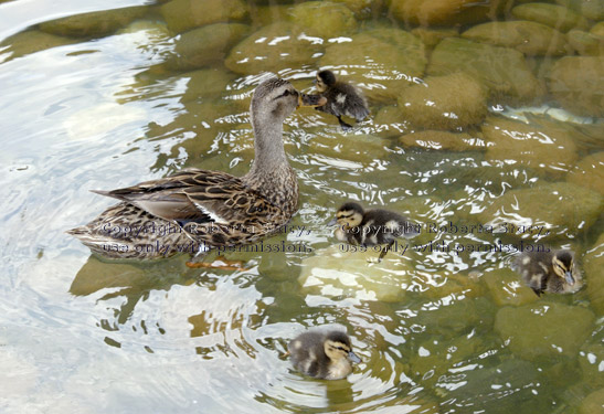 female mallard in water with her four ducklings